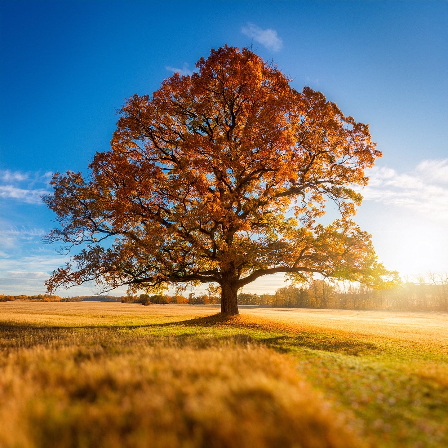 The Ancient Oak – East Riding of Yorkshire