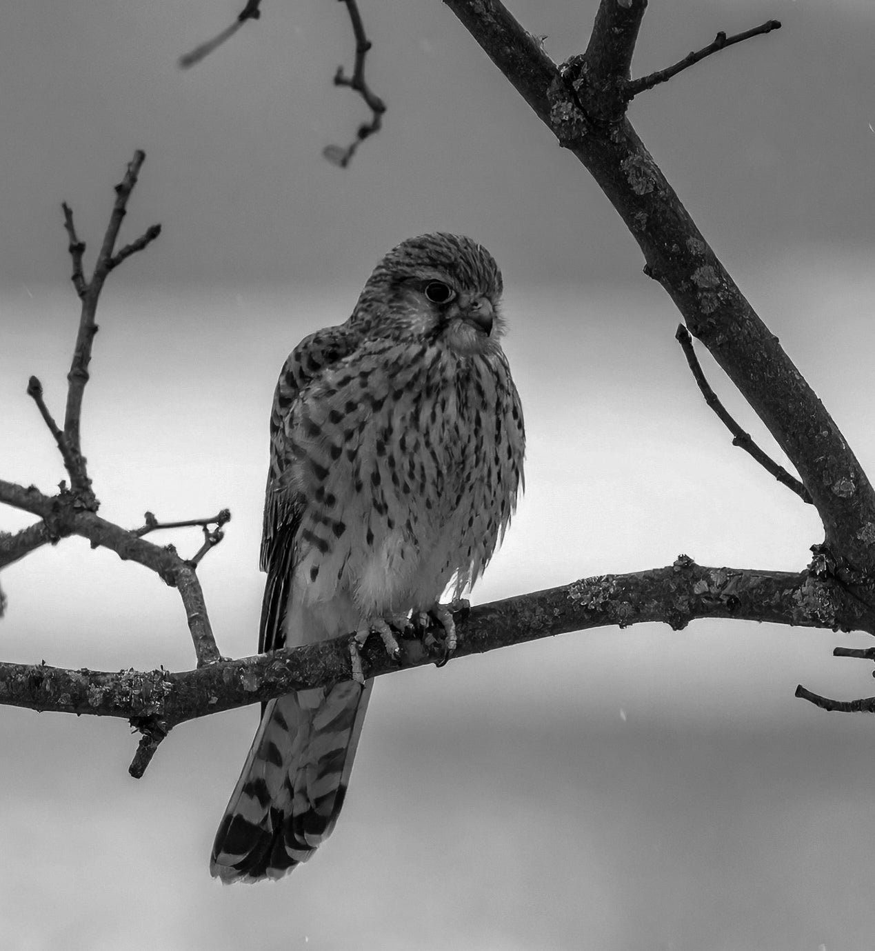 Female Kestrel – Waiting Out the Storm (Falco tinnunculus) British Birds Collection – Airpix Photography