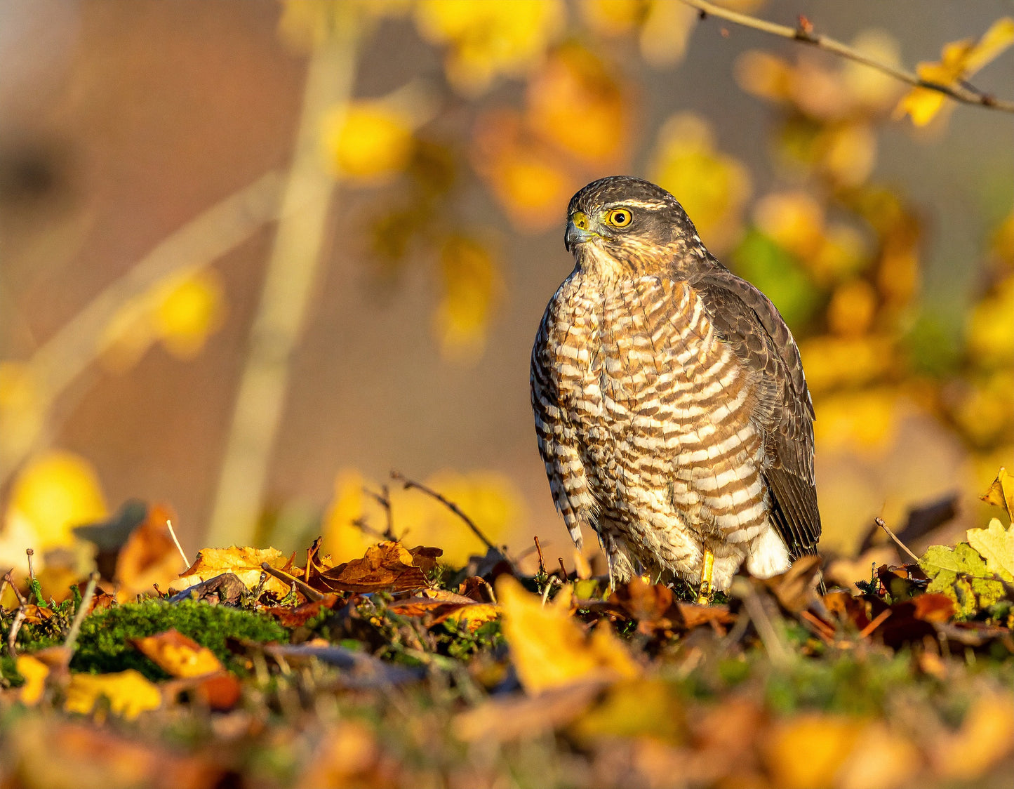 Young Female Sparrowhawk – Autumn Watch (Accipiter nisus)