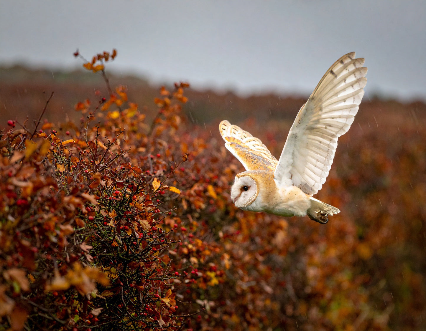 Into the Hawthorn – Female Barn Owl