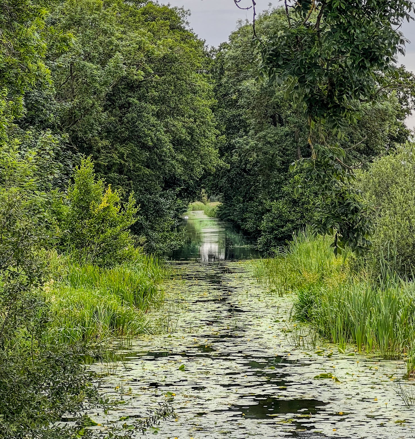 Pocklington Canal in June – Tranquil Green Reflections