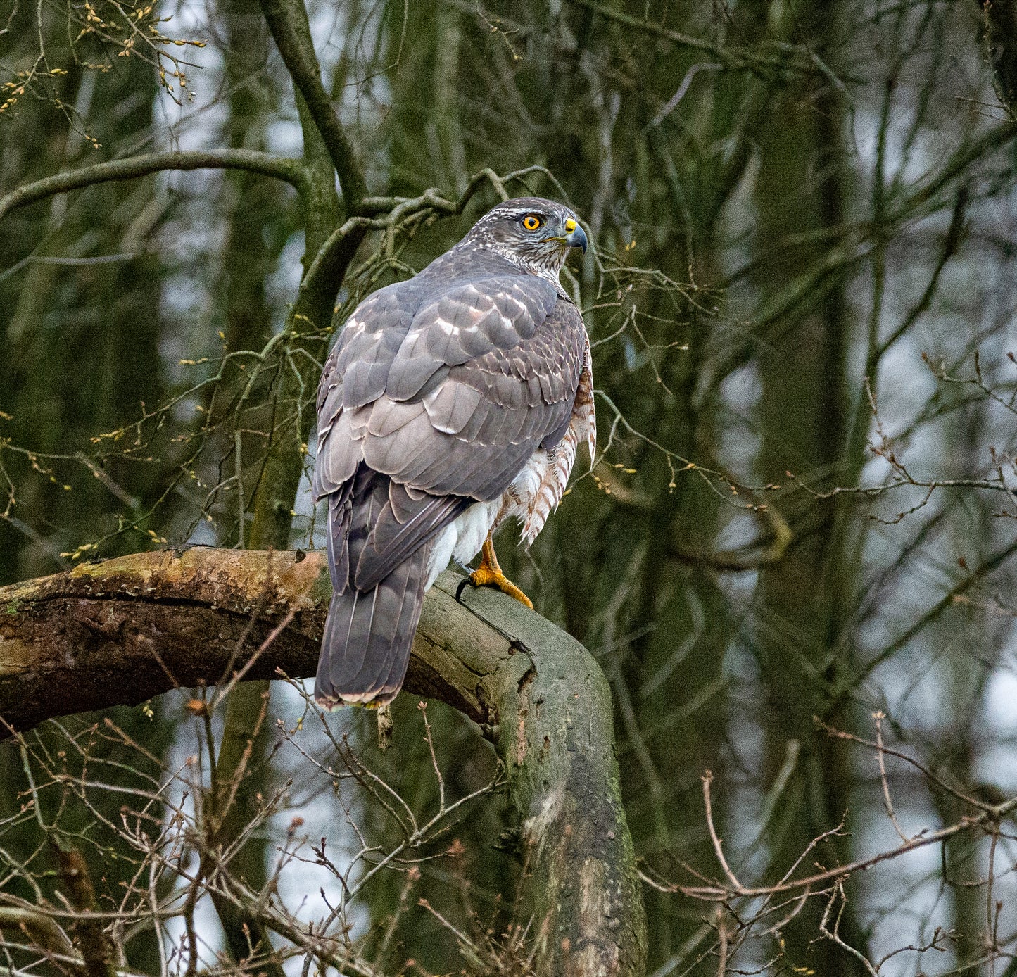Adult Female Goshawk – Winter Forest Sentinel