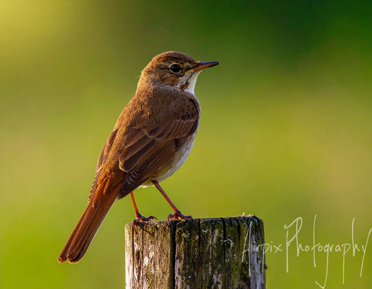 The Song of Summer – Nightingale