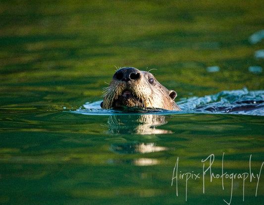 Dog Otter at Dusk – British Wildlife Collection