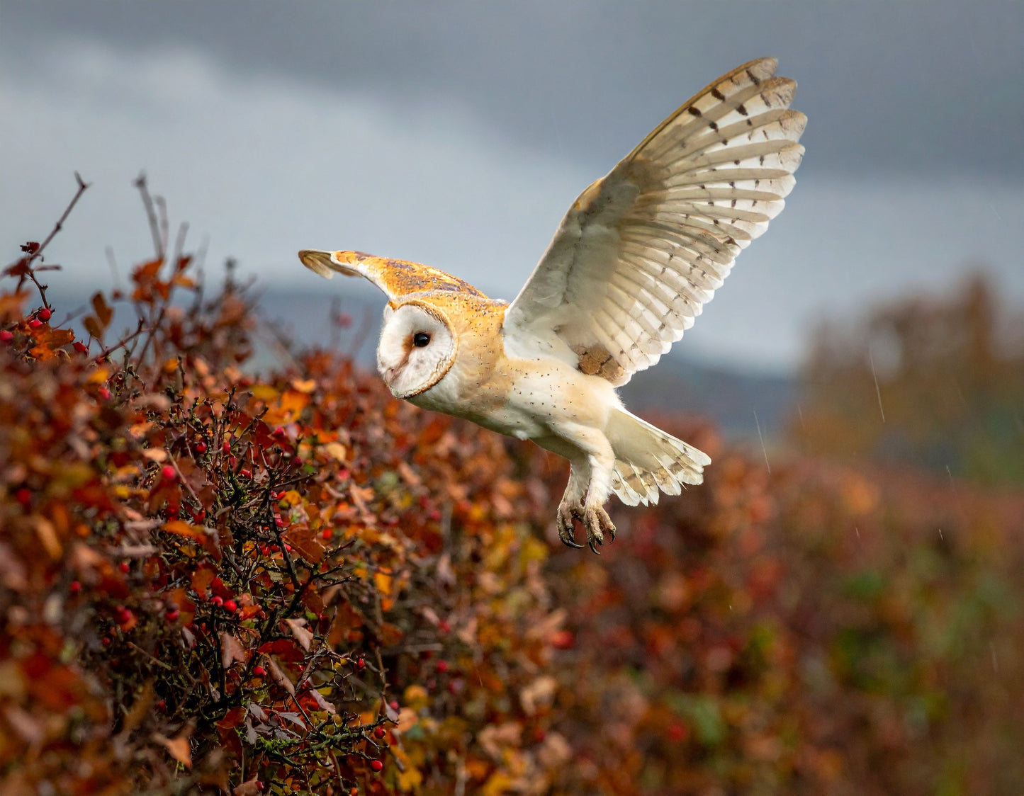 Autumn Pursuit – Female Barn Owl