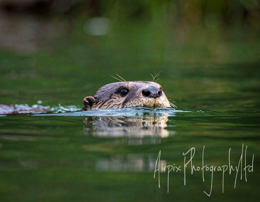 Dog Otter at Dusk – British Wildlife Collection