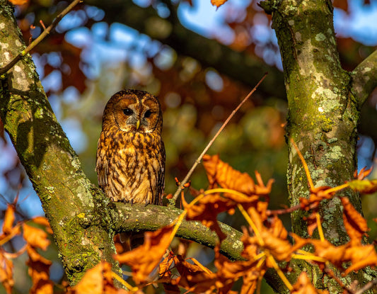 Tawny Owl – Cheshire Countryside