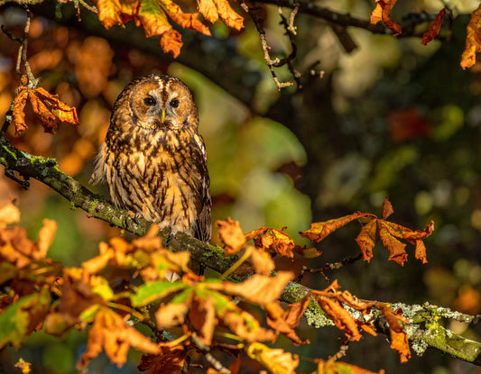 Tawny Owl – Autumn Pair, Cheshire Countryside