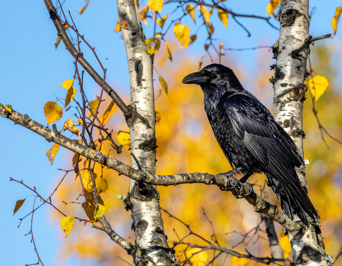 Raven – Cheshire Countryside