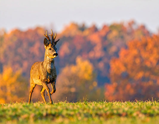 Early Morning Roe Deer Buck – Autumn False Rut