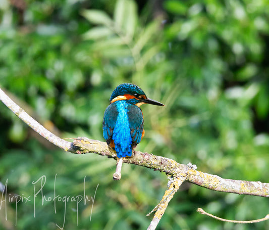 Title (Digital Download): “Canal Jewel – Kingfisher on Branch | Digital Bird Photography (High-Res 300dpi)”