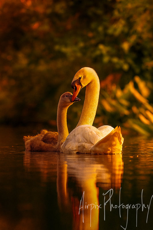 Grace & Gold – Swan and Cygnet at Sunset | Digital Wall Art Download (High-Res 300dpi)