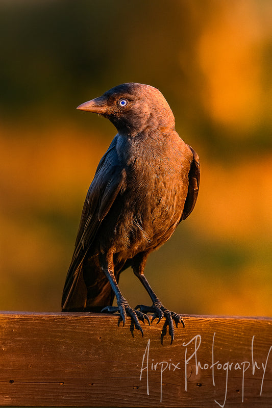 Sharp Eye – Juvenile Jackdaw Portrait | Digital Wall Art Download (High-Res 300dpi)