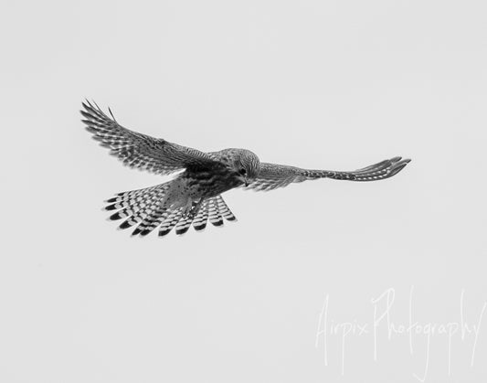 Silent Precision – Kestrel in Hover | Black & White Digital Wall Art (High-Res 300dpi)