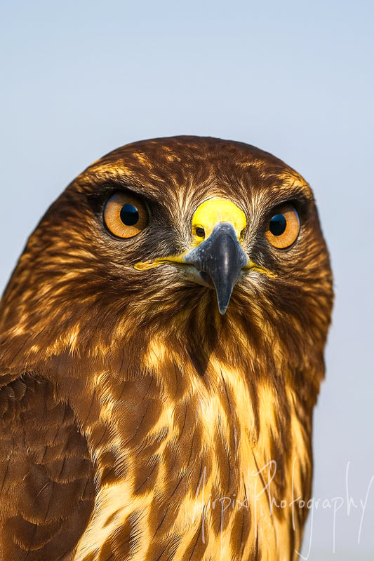 Title (Digital Download): “The Stare – Close-Up Buzzard Portrait | Digital Wall Art (High-Res 300dpi)”