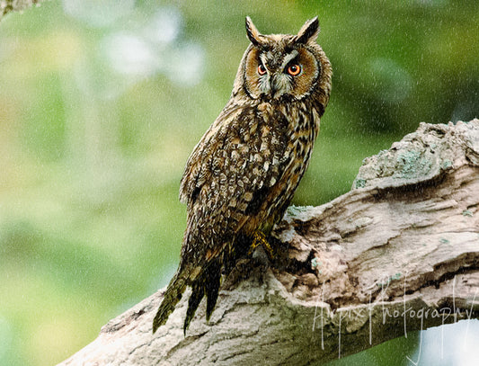 Long-eared Owl in a Late Afternoon Rainstorm – British Birds Collection