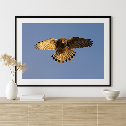 "Kestrel in Hover – Late Summer Vigil"
