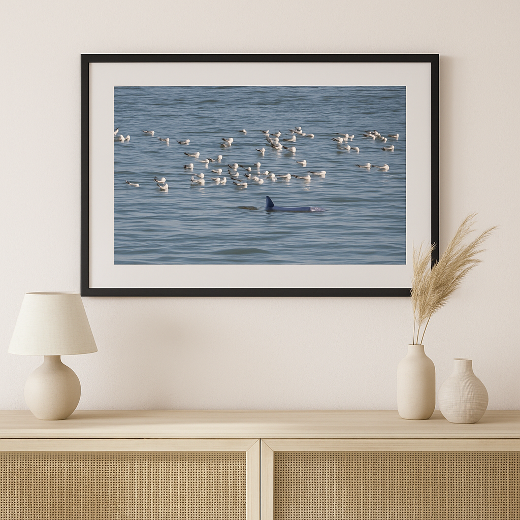 Lone Dolphin Among Gulls – Scarborough Sea Hunt