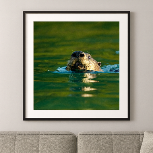 Dog Otter at Dusk – British Wildlife Collection