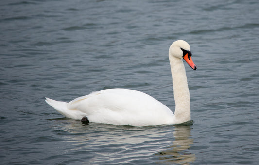 Winter Grace – Mute Swan on a Bitter January Day