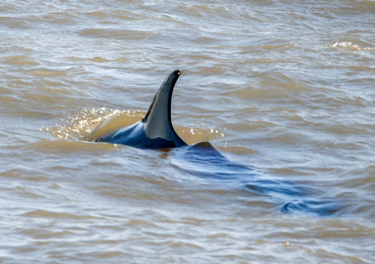 Surface Break – Bottlenose Dolphin, Scarborough Coast
