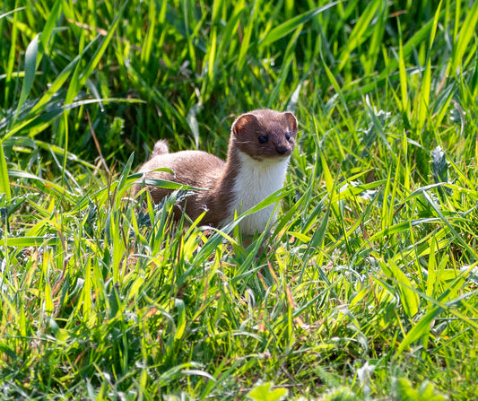 Spring Ambush – Stoat in the East Riding