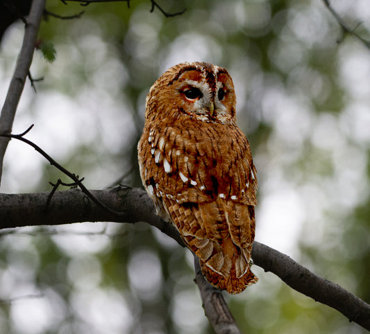 Tawny Owl in Late March  at Dusk – British Birds Collection