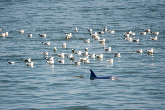 Lone Dolphin Among Gulls – Scarborough Sea Hunt