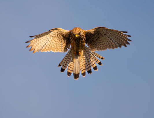 "Kestrel in Hover – Late Summer Vigil"