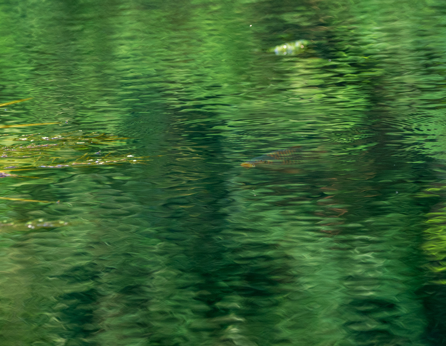 "Still Waters – Carp in the Canal"