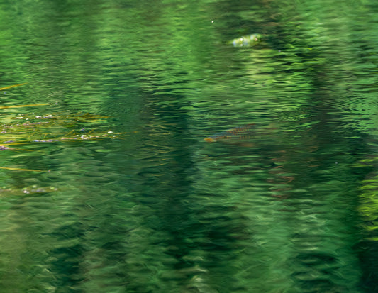 "Still Waters – Carp in the Canal"
