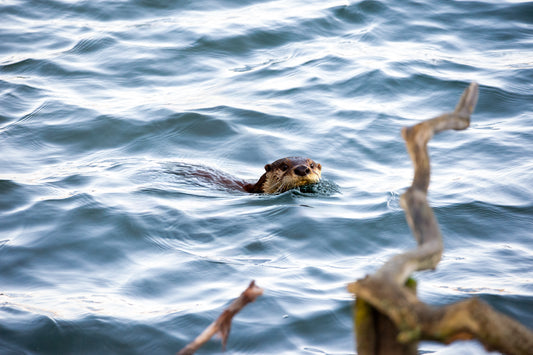 Dog Otter in Winter Waters – Late November Hunt