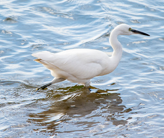 Spring Stalker – Little Egret Hunting