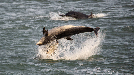 Twin Surge – Dolphins in Motion