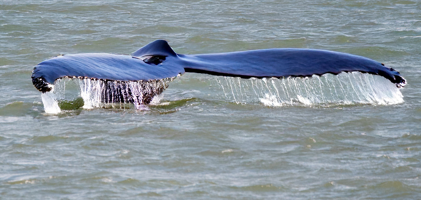 Mighty Fin Whale – Scarborough Coast