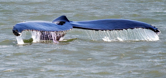 Mighty Fin Whale – Scarborough Coast