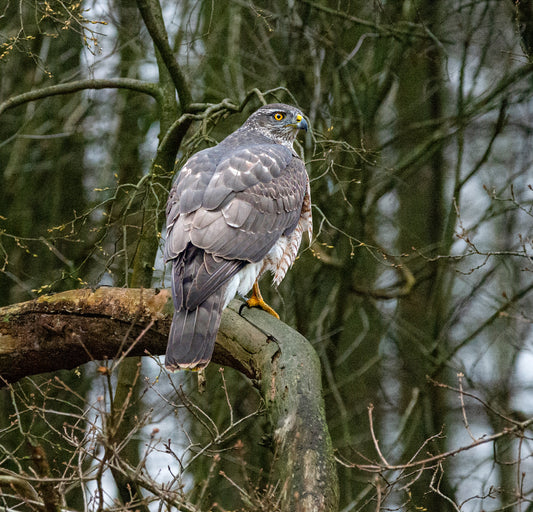 Adult Female Goshawk – Winter Forest Sentinel