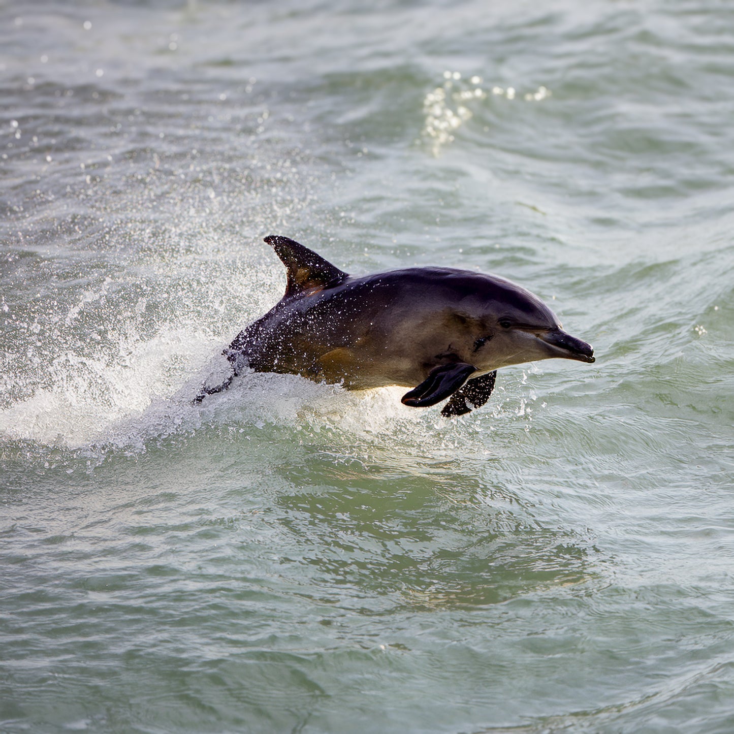Sea Dance – Dolphin at Scarborough