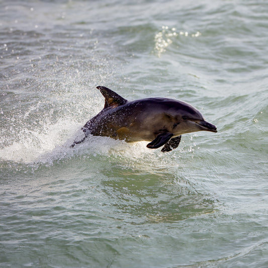 Sea Dance – Dolphin at Scarborough